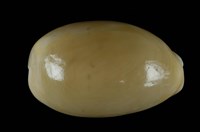 藏品(紫口寶螺)的圖片